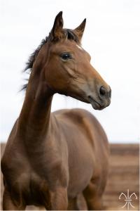 Photo cheval a vendre FURST ROSE DE LA GESSE